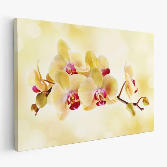 Cuadro en Lienzo - Orquídeas