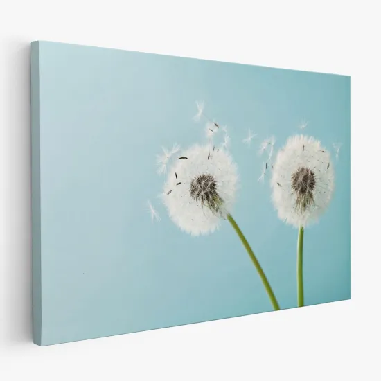 Tableau toile - Pissenlits