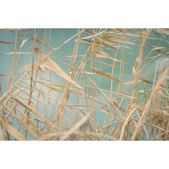 Papier peint panoramique - Feuilles