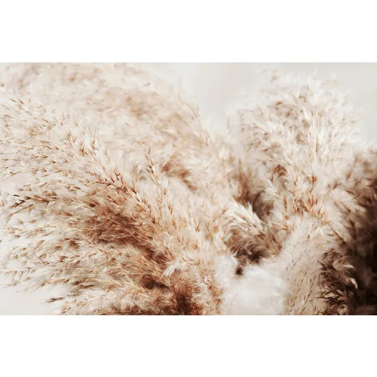 Papier peint panoramique - Pampas